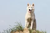 SIBERIAN HUSKY 110